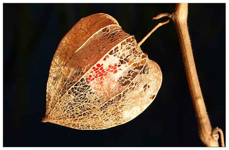 LAMPIONBLUME (Physalis alkekengi)