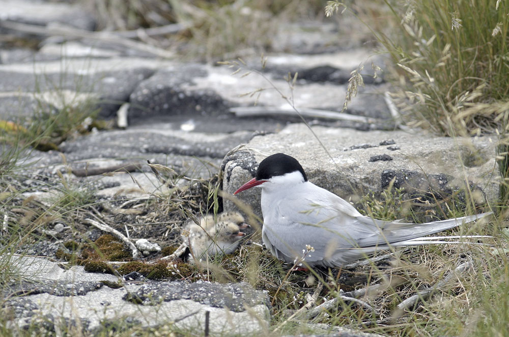 ND; Küstenseeschwalbe m. Kinder