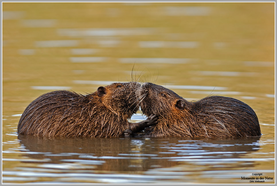 Nutria (Myocastor coypus)