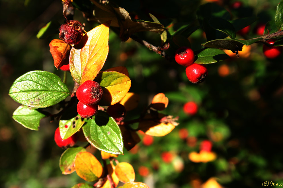 Herbstimpressionen ND