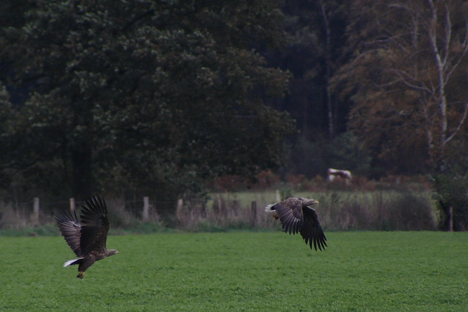 Seeadler in Schleswig Holstein