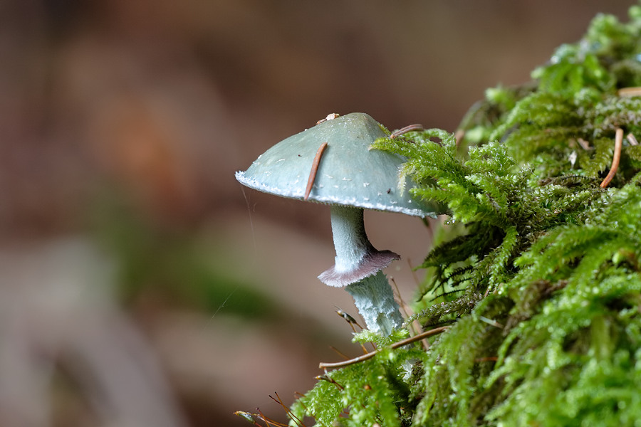 frisch geschlüpfter pilz, ND