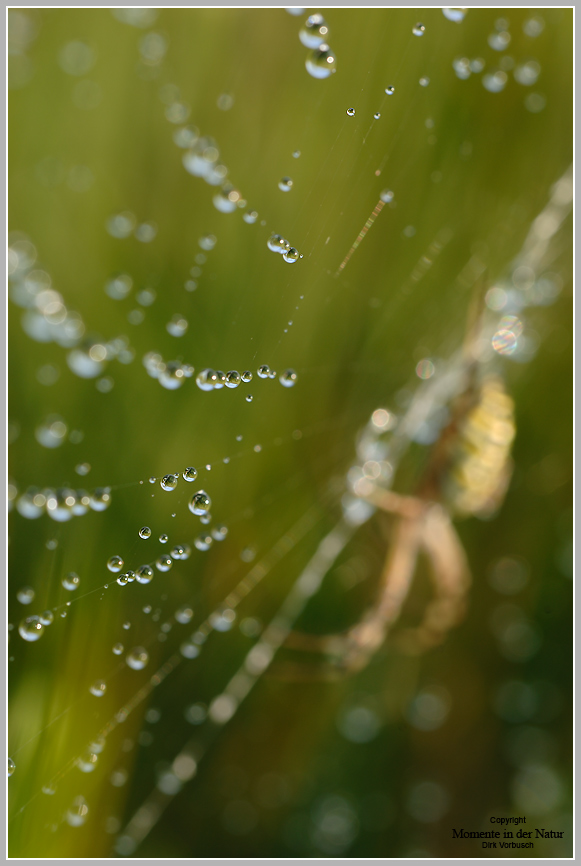 Wespenspinne (Argiope bruennichi)