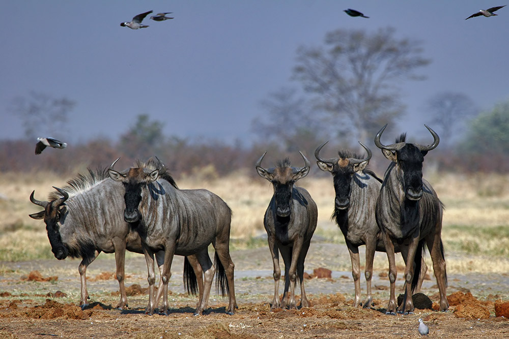 ND: Gnu