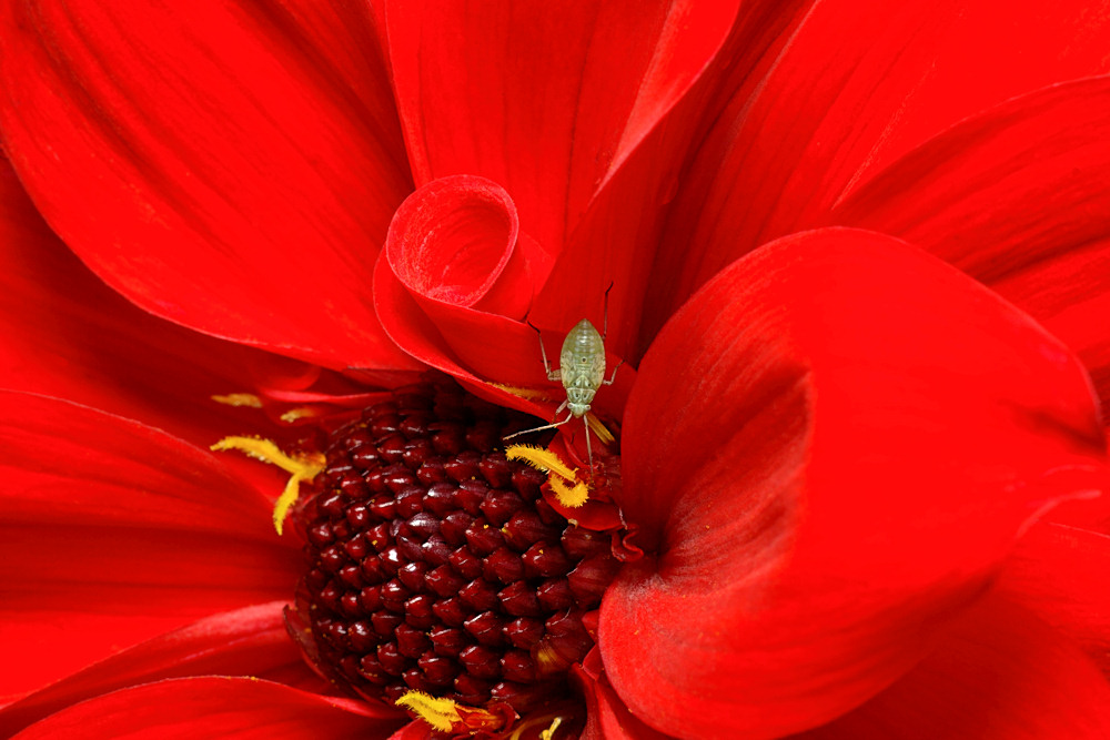 Rot