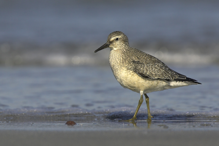 Calidris canutus....ND