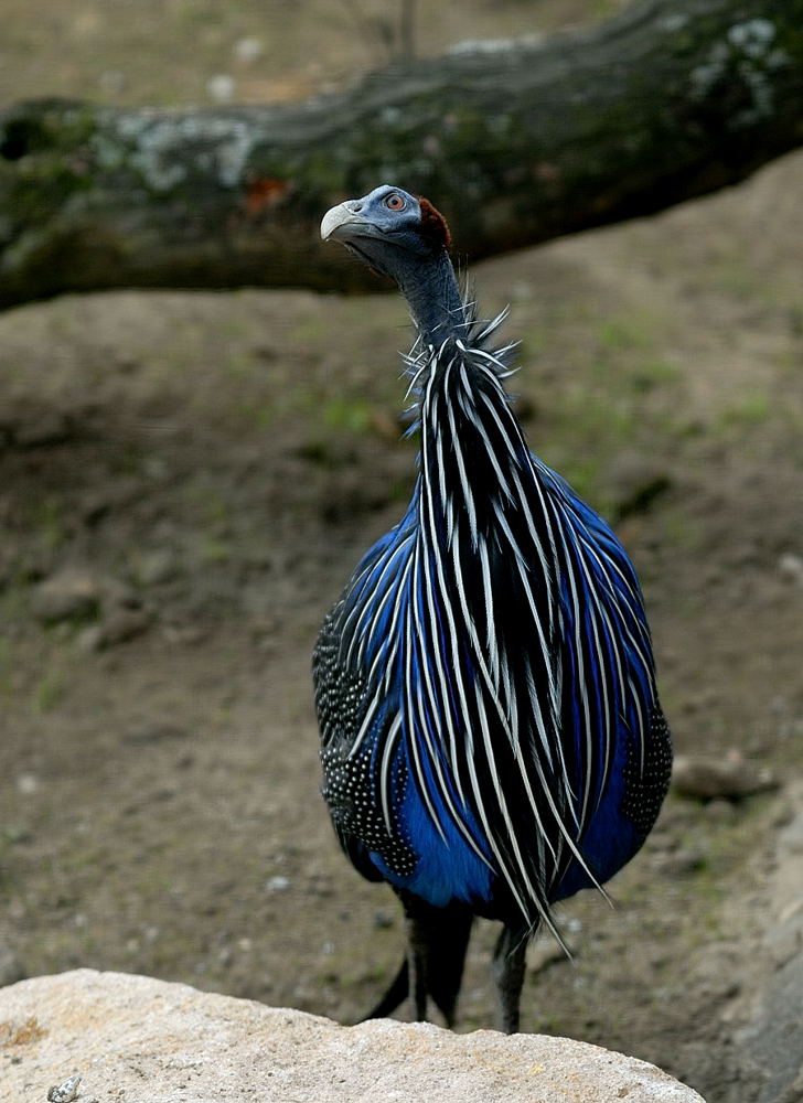 Geierperlhuhn ZO