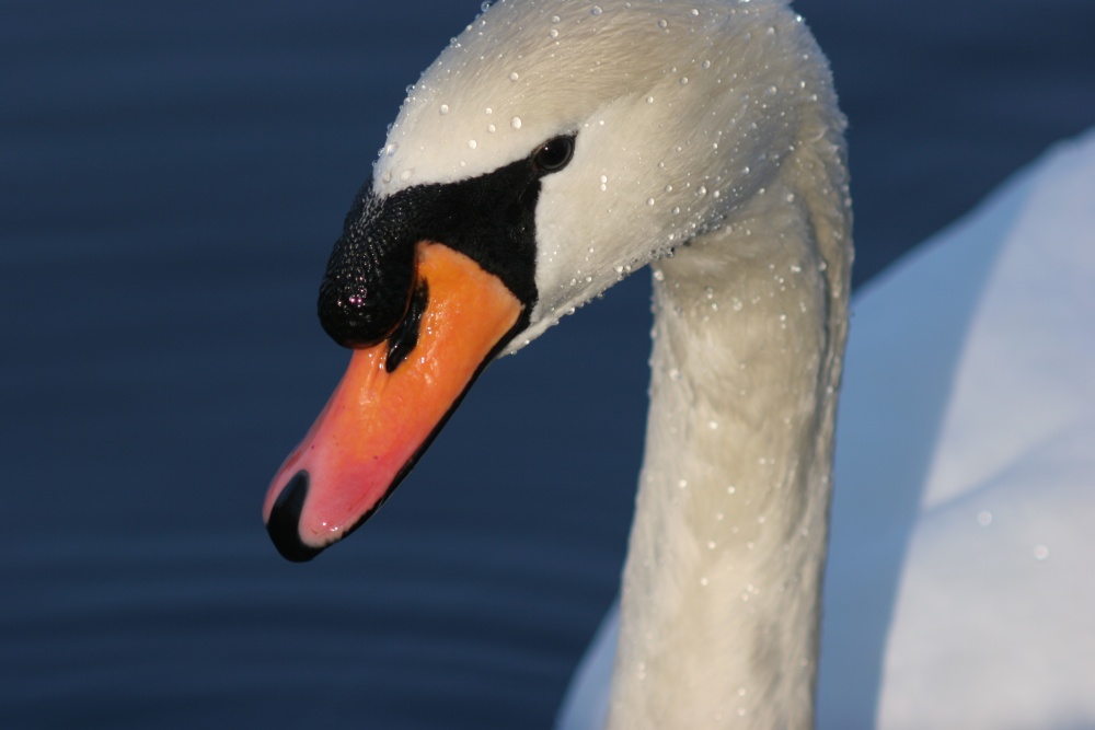 Höckerschwan ND