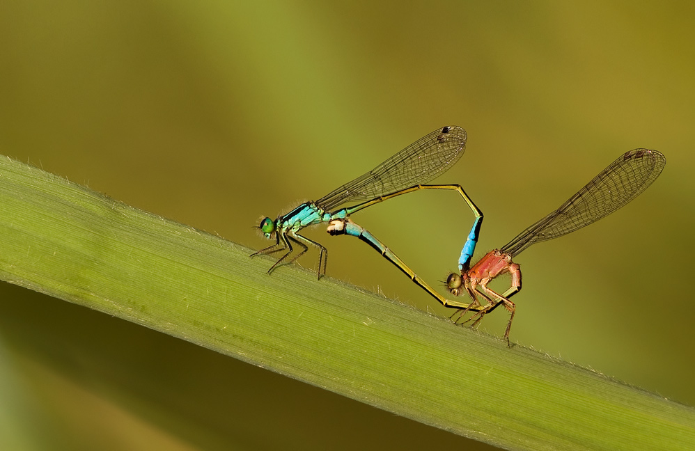 Grosse Pechlibelle (ischnura elegans) ND