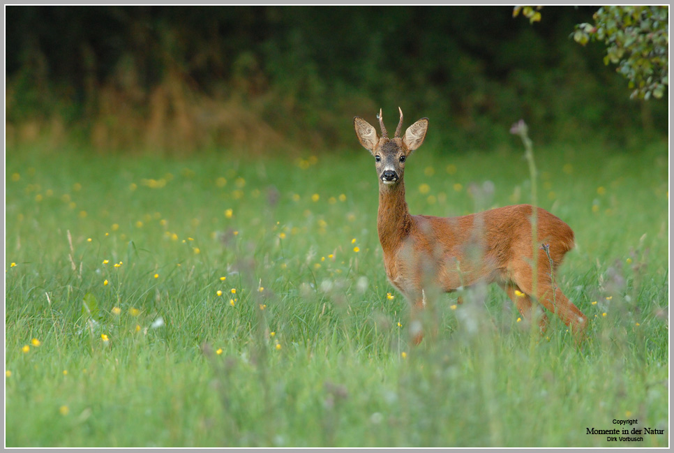 Reh (Capreolus capreolus)