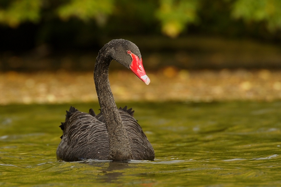 Trauerschwan (Cygnus atratus) ND