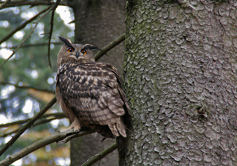 Bubo bubo