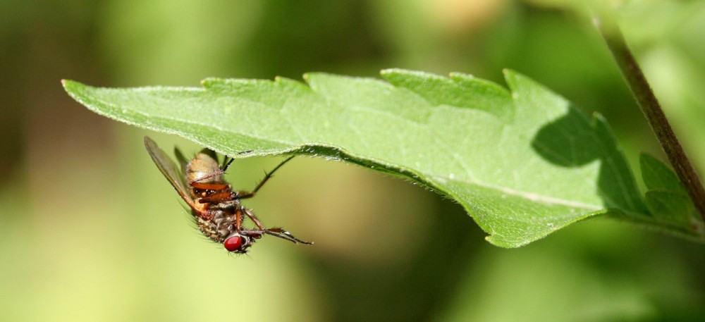 Blatt vom Tüftler