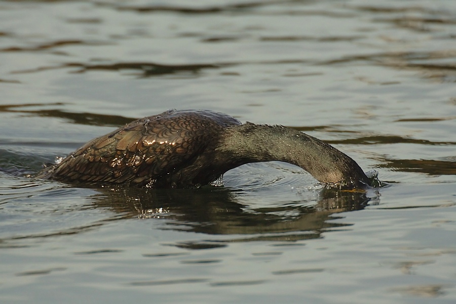 Kormoran (Phalacrocorax carbo) ND