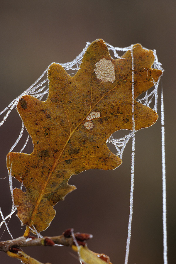 Vorboten des Winters ND