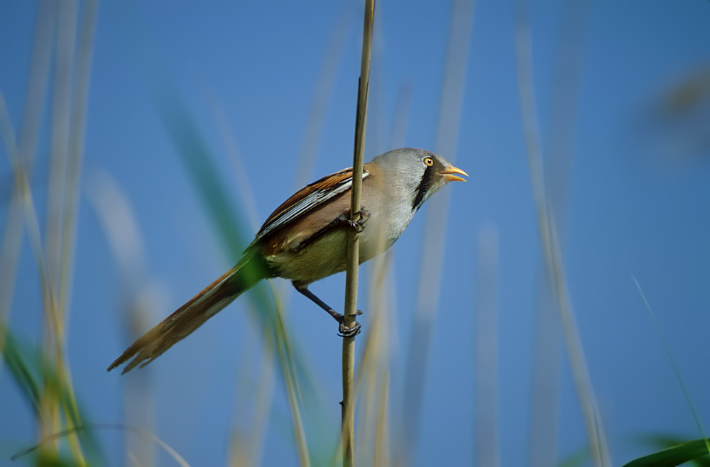 Bartmeise - ND