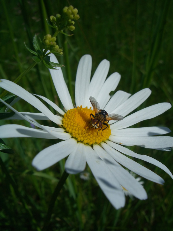 ND: Schwebfliege?