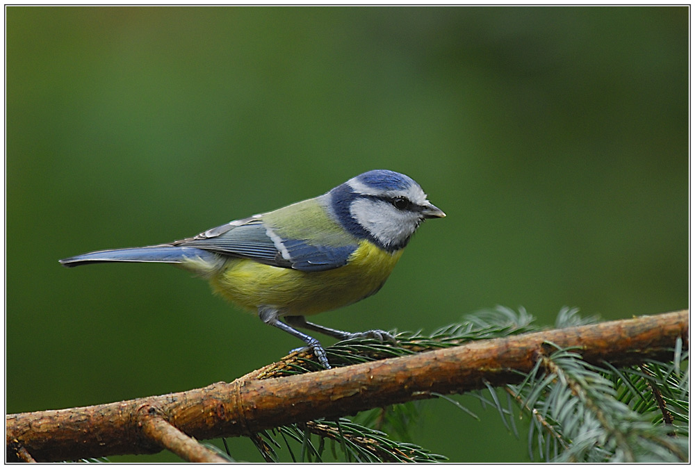 Blaumeise - KD