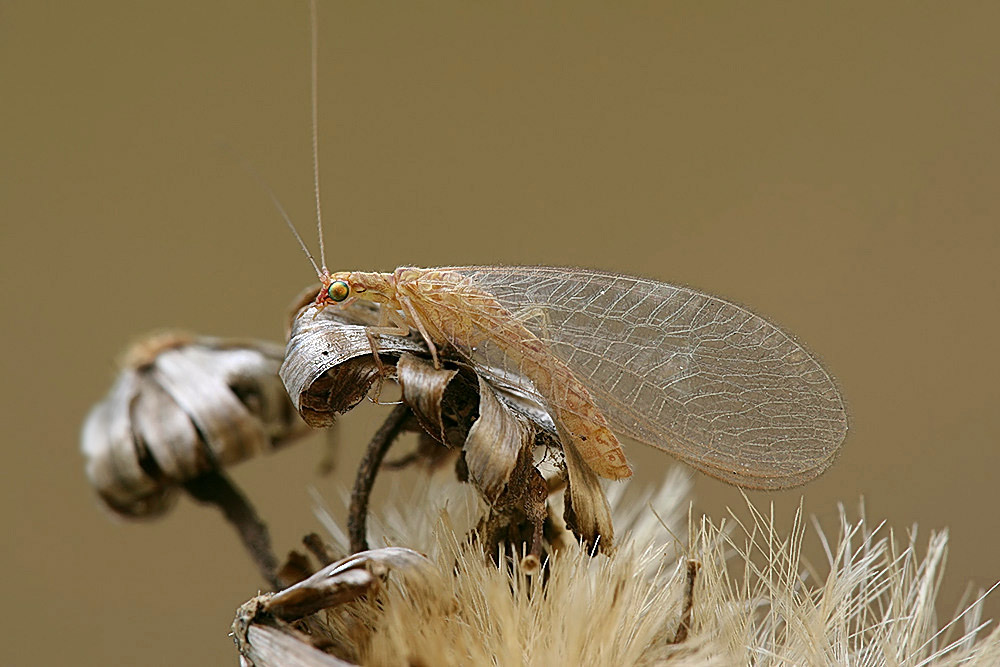 Chrysopidae