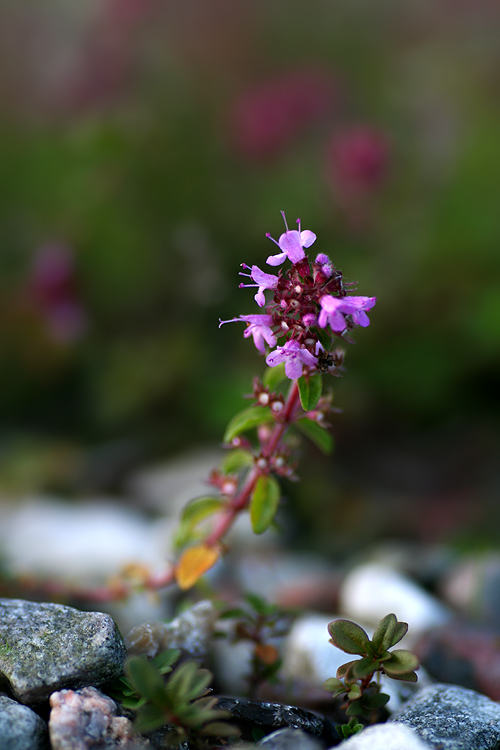 Thymus serpyllum ND