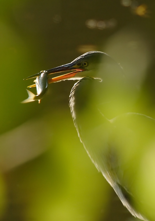 Graureiher (Ardea cinerea) ND