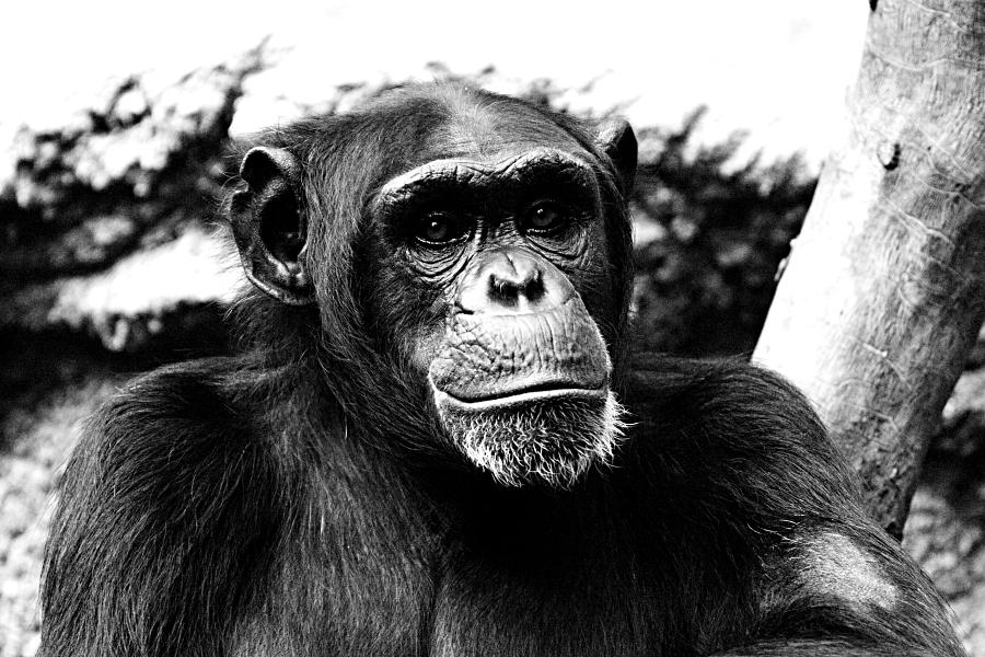 ZO: Schimpansen-Portrait