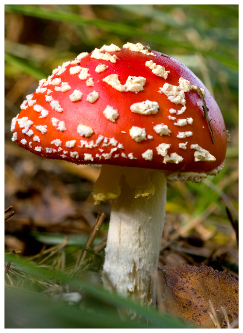 Fliegenpilz im Überlebenskampf
