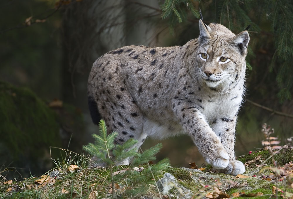 Luchs, ZO