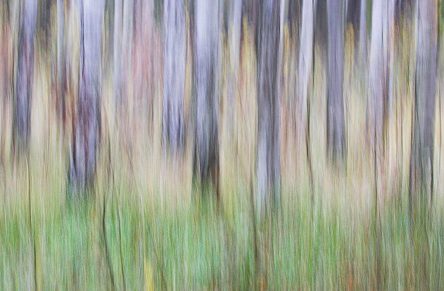 Birkenwald