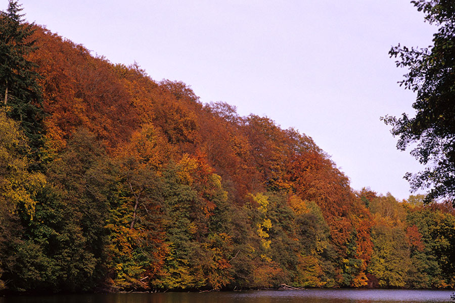 herbstlicher Ufer- Mischwald ND