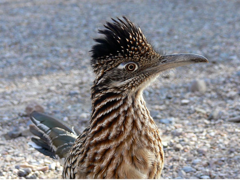 Greater Roadrunner #1 ND