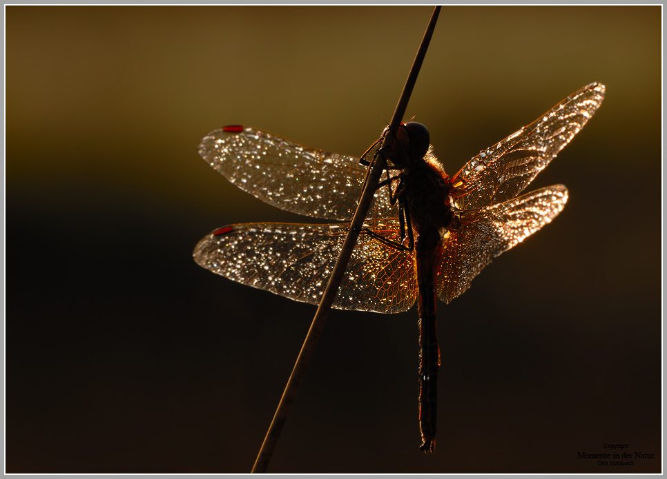 Gefleckte Heidelibelle (Sympetrum flaveolum)