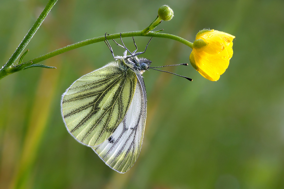 ND Grünaderweißling (Pieris napi)