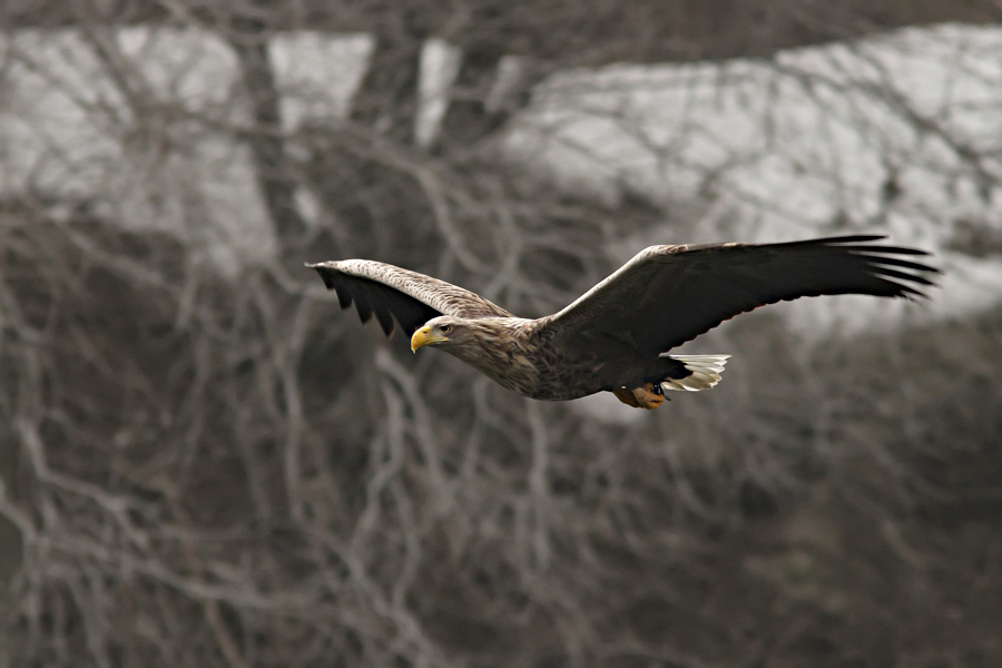 Seeadler