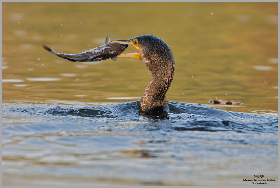 Kormoran (Phalacrorax carbo),