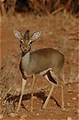 Dikdik (Madoqua kirkii) ND