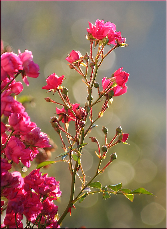 Rosen im November