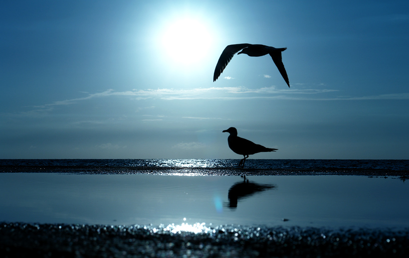 fly
