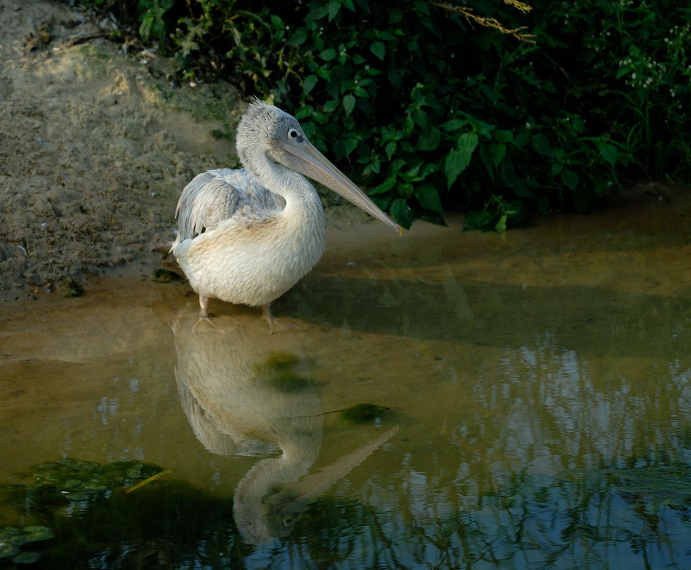 Rötelpelikan Pelecanus rufescens ZO