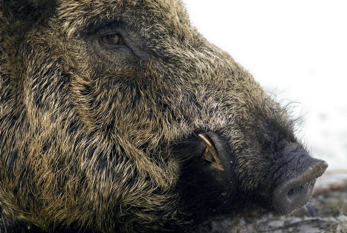 Wilschwein / Keiler