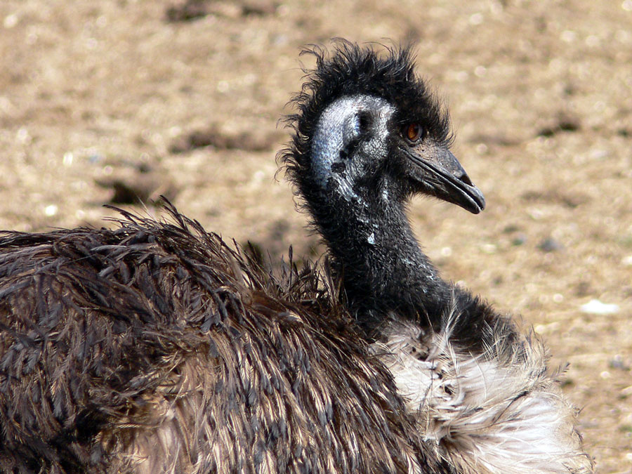EMU  ND