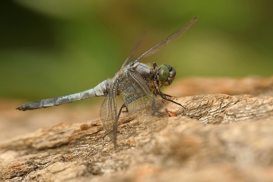 Großer Blaupfeil (Orthetrum cancellatum) ND