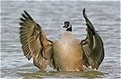 Kanadagans ( Branta canadensis)