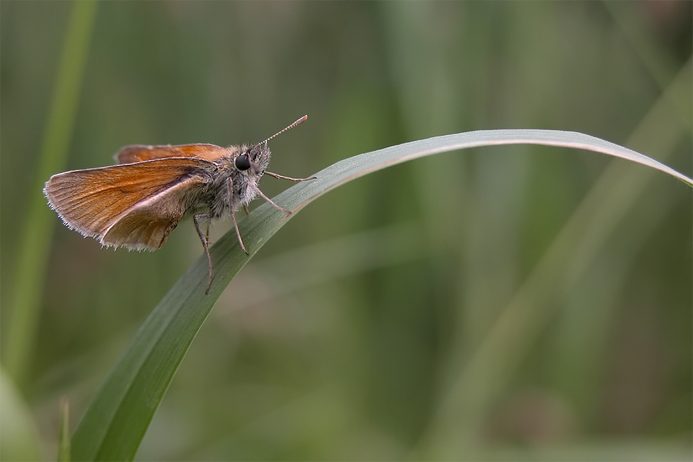 Thymelicus sylvestris - ND