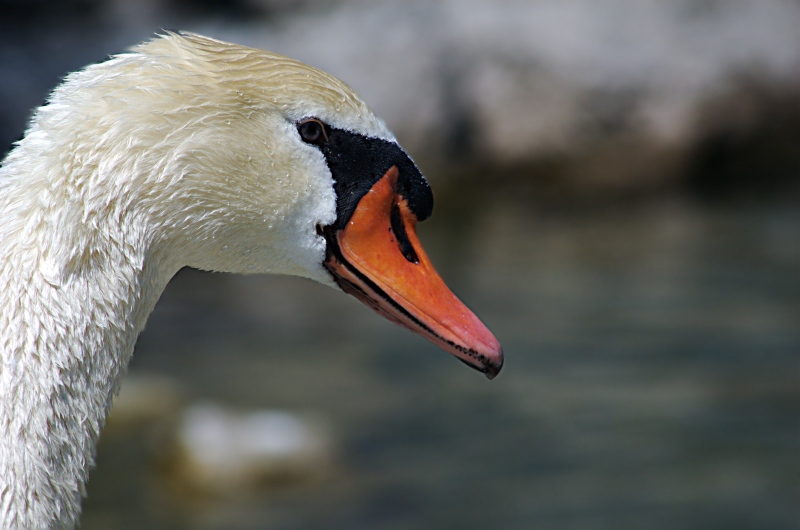 Schwan - eigentlich nicht aus dem Zoo :-/