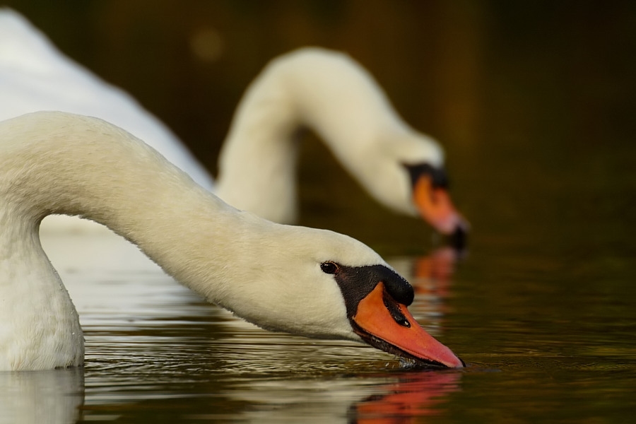 Höckerschwäne (Cygnus olor) ND