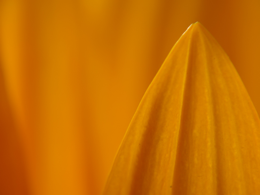 Sonnenblume mal anders - KD