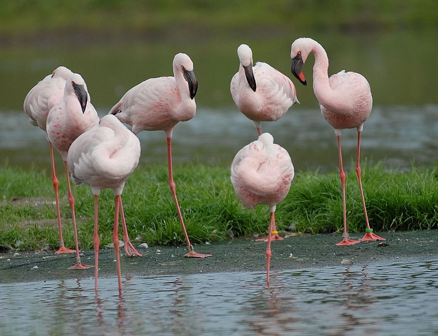 Besprechung der Zwergflamingos ZO