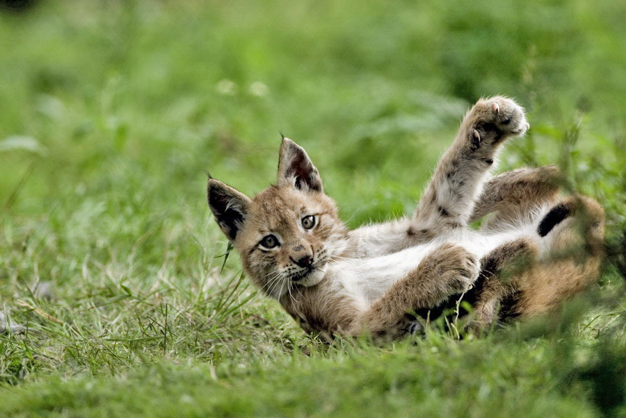 Luchs