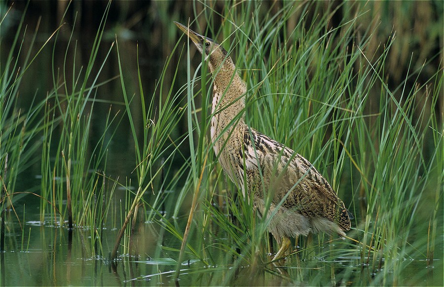 Große Rohrdommel Sommer 2005